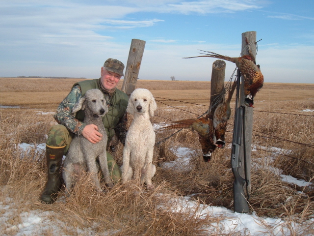 Lakeland best sale hunting poodles